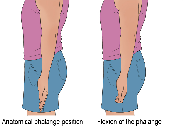 Phalanges are the bones that make up your fingers. When these phalanges curl then the angle between them decreases, thus, a flexion occurs.